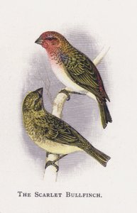 Den skarlagensrøde gøgelilje af Alexander Francis Lydon